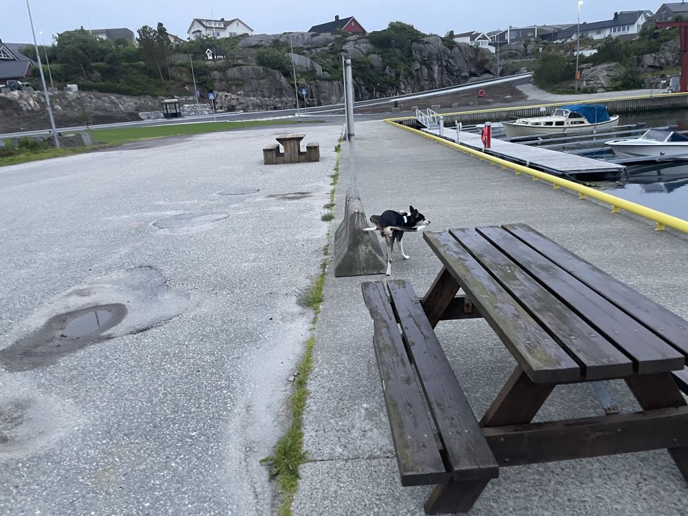 Hunden fra loggboka på bryggetur
